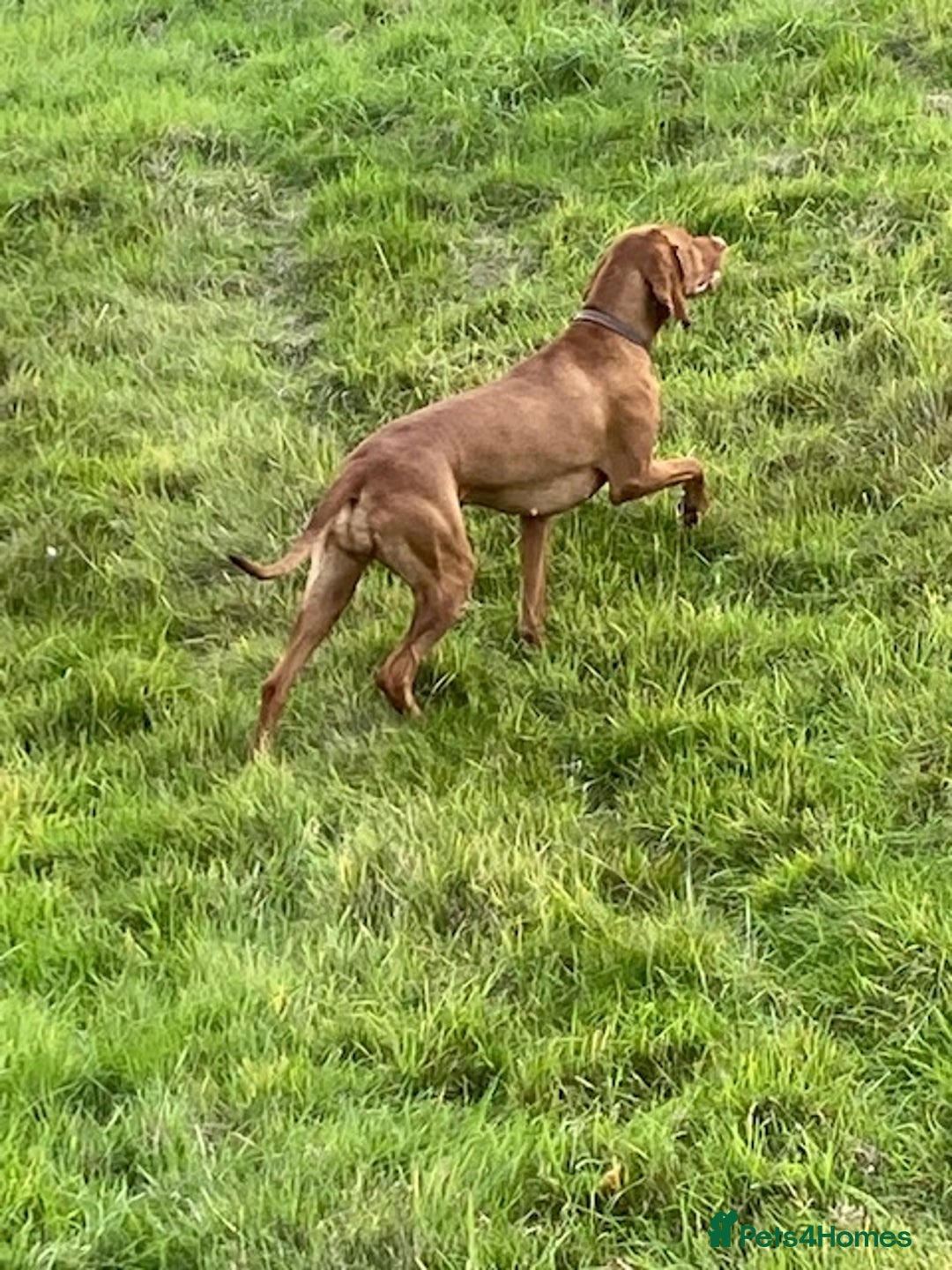 Hungarian Vizsla dogs for sale: Wonderful puppies from mum with 0/0 hip score.  - Image 10