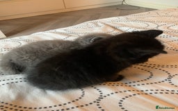 Mixed Breed cats for sale: Kittens for sale  - Image 4