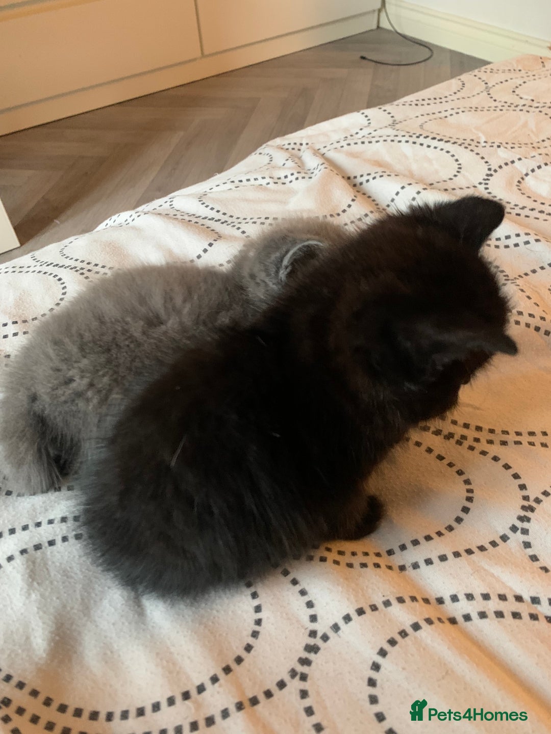 Mixed Breed cats for sale: Kittens for sale  - Image 4
