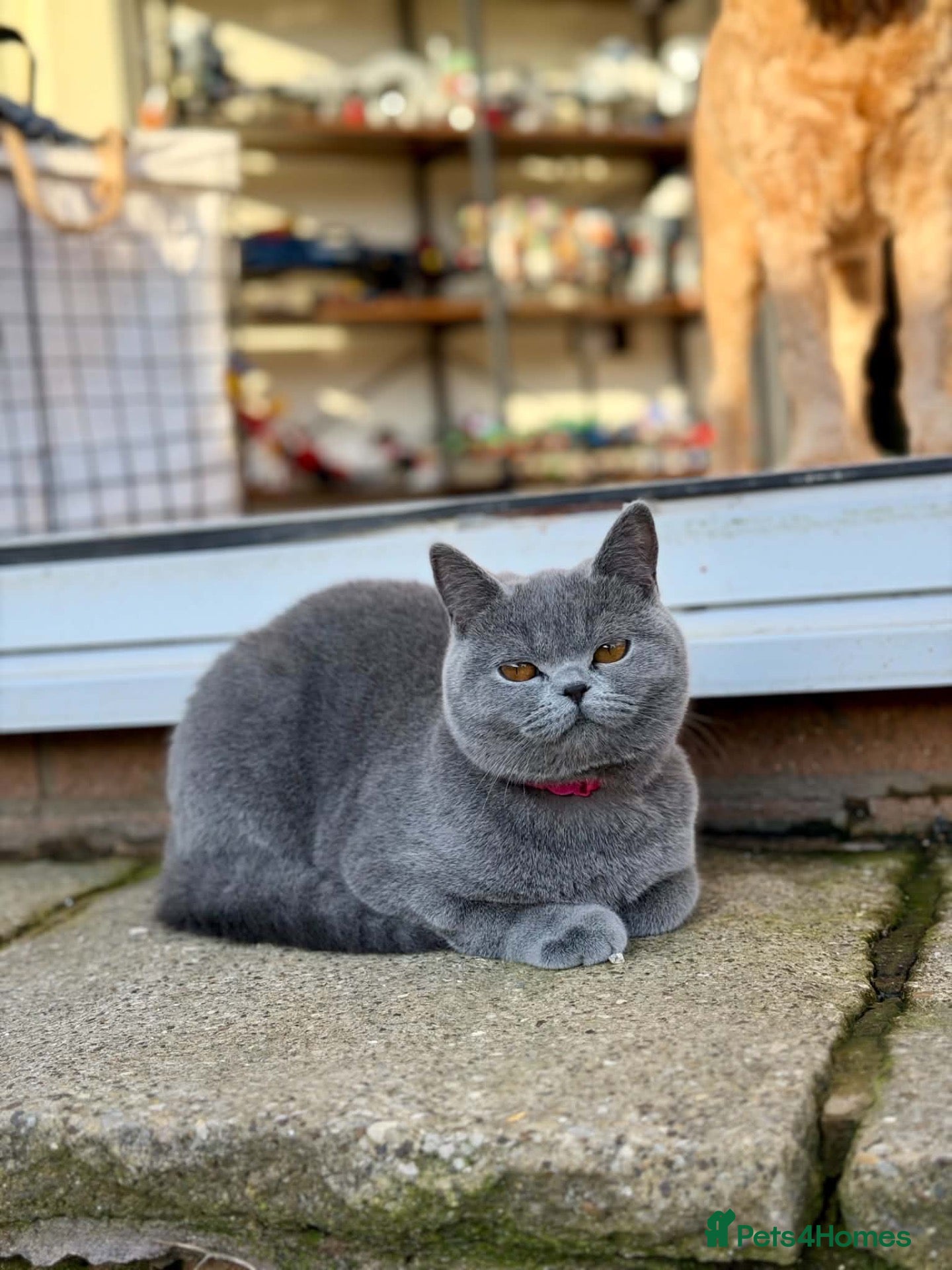British Shorthair cats Beautiful British blue - Advert 1