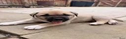 Mixed Breed dogs for sale:  £850! Ready! Stunning Kangal cross  - Advert 22