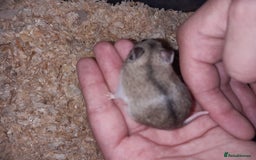 Hamster rodents for sale: Baby Chinese hamsters ready now  - Image 19