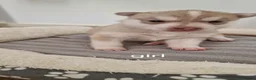 Siberian Husky dogs for sale: 🔥💙🐺 SIBERIAN HUSKY PUPPIES – READY TO RESERVE! - Advert 8