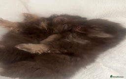 Pomeranian dogs for sale: 4 fluffy cute kc reg Pomeranian puppies  - Advert 1