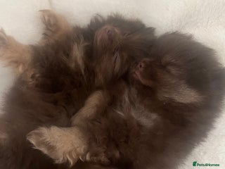 Pomeranian dogs for sale: 4 fluffy cute kc reg Pomeranian puppies - Advert 1