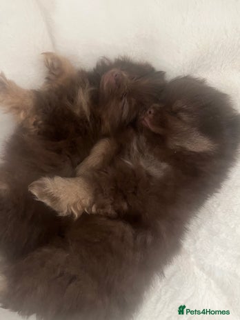 Pomeranian dogs 4 fluffy cute kc reg Pomeranian puppies - Advert 2