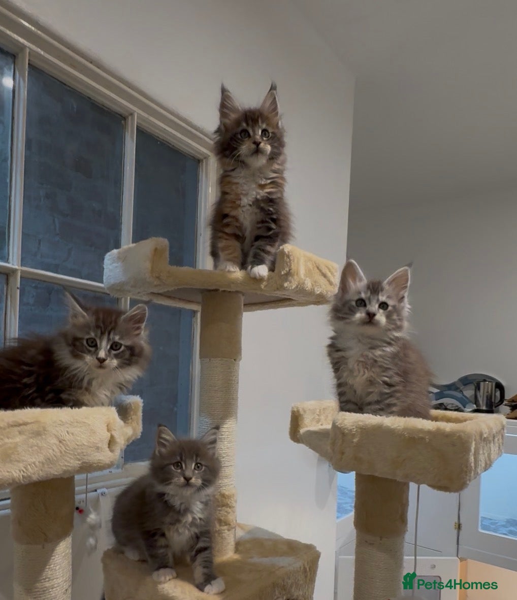 Maine Coon cats Ready for  19th December - Advert 16