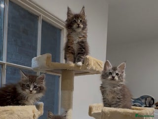 Maine Coon cats Ready for 19th December - Advert 17
