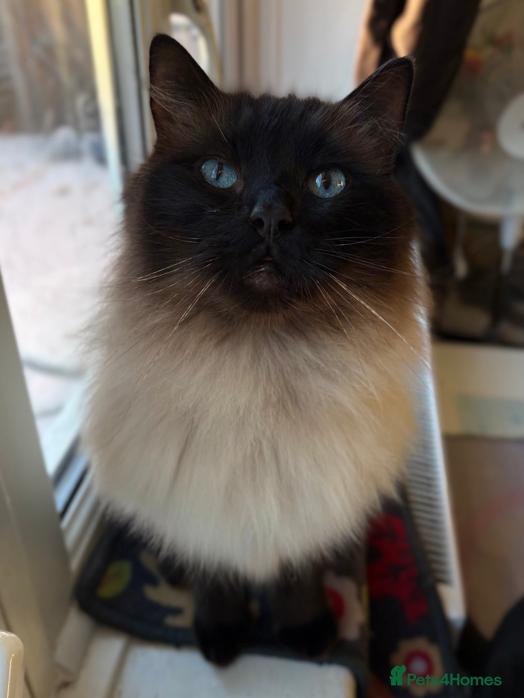 Ragdoll cats for sale: Sage - 4 year old Ragdoll - Advert 2