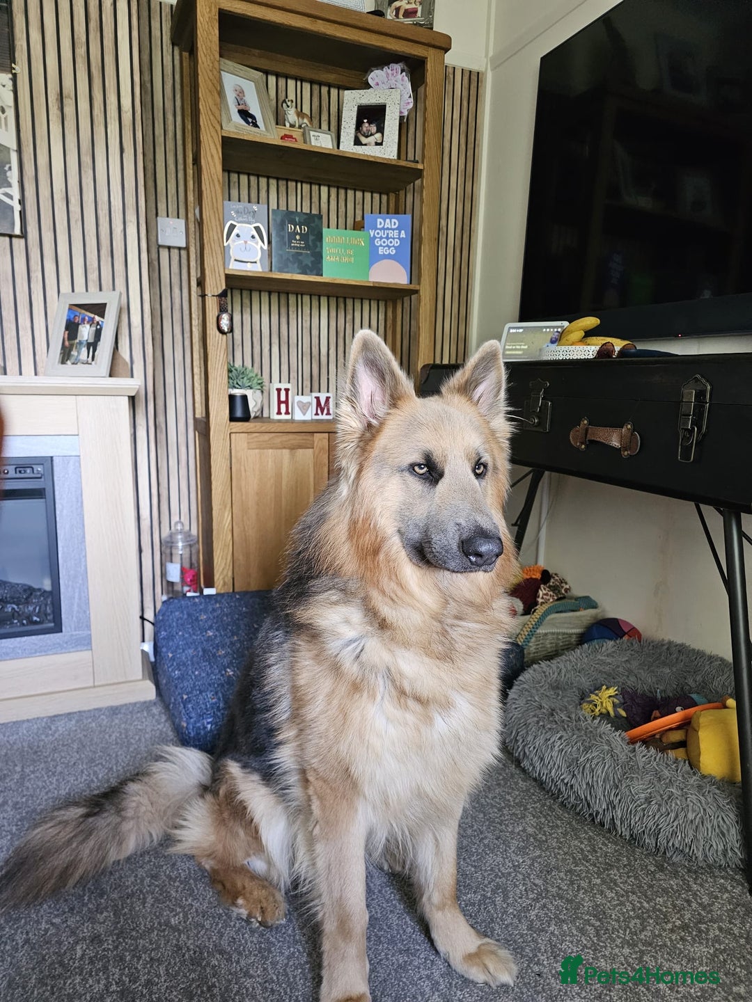 German Shepherd dogs for sale: German shepherd  - Advert 6