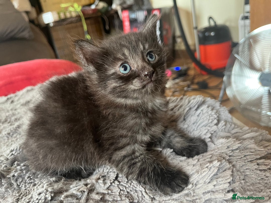 Mixed Breed cats for sale: Mixed breed kittens for sale  - Image 14