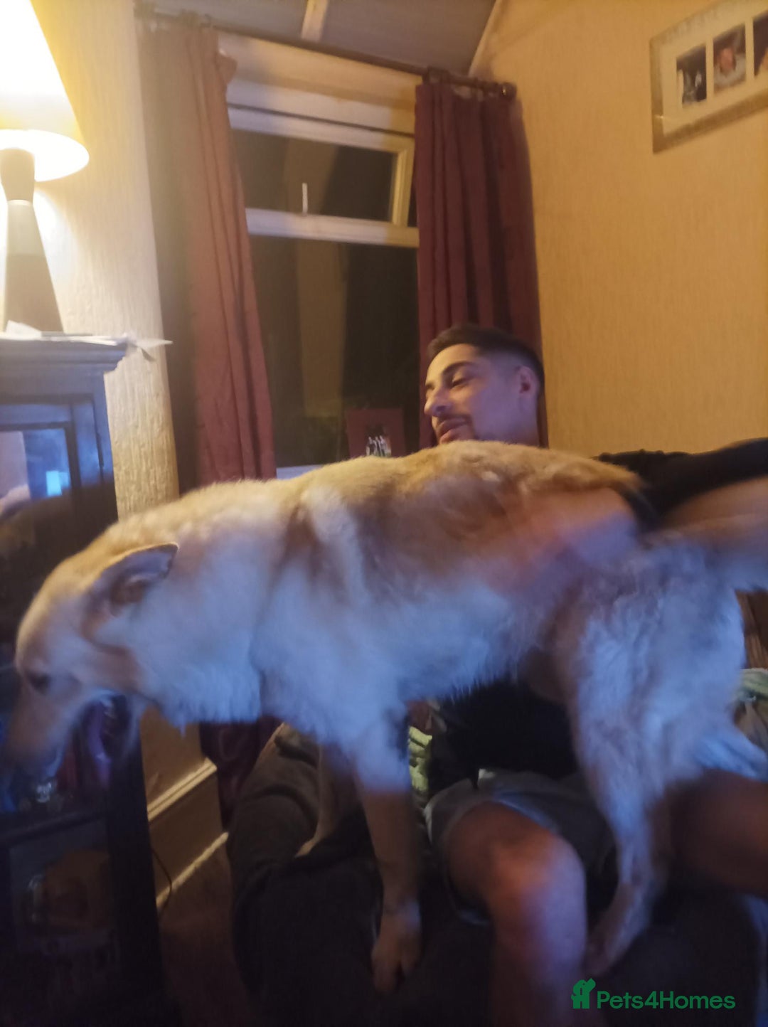 Mixed Breed dogs for sale: Northern Inuit x German shepherd puppies for sale  - Advert 14