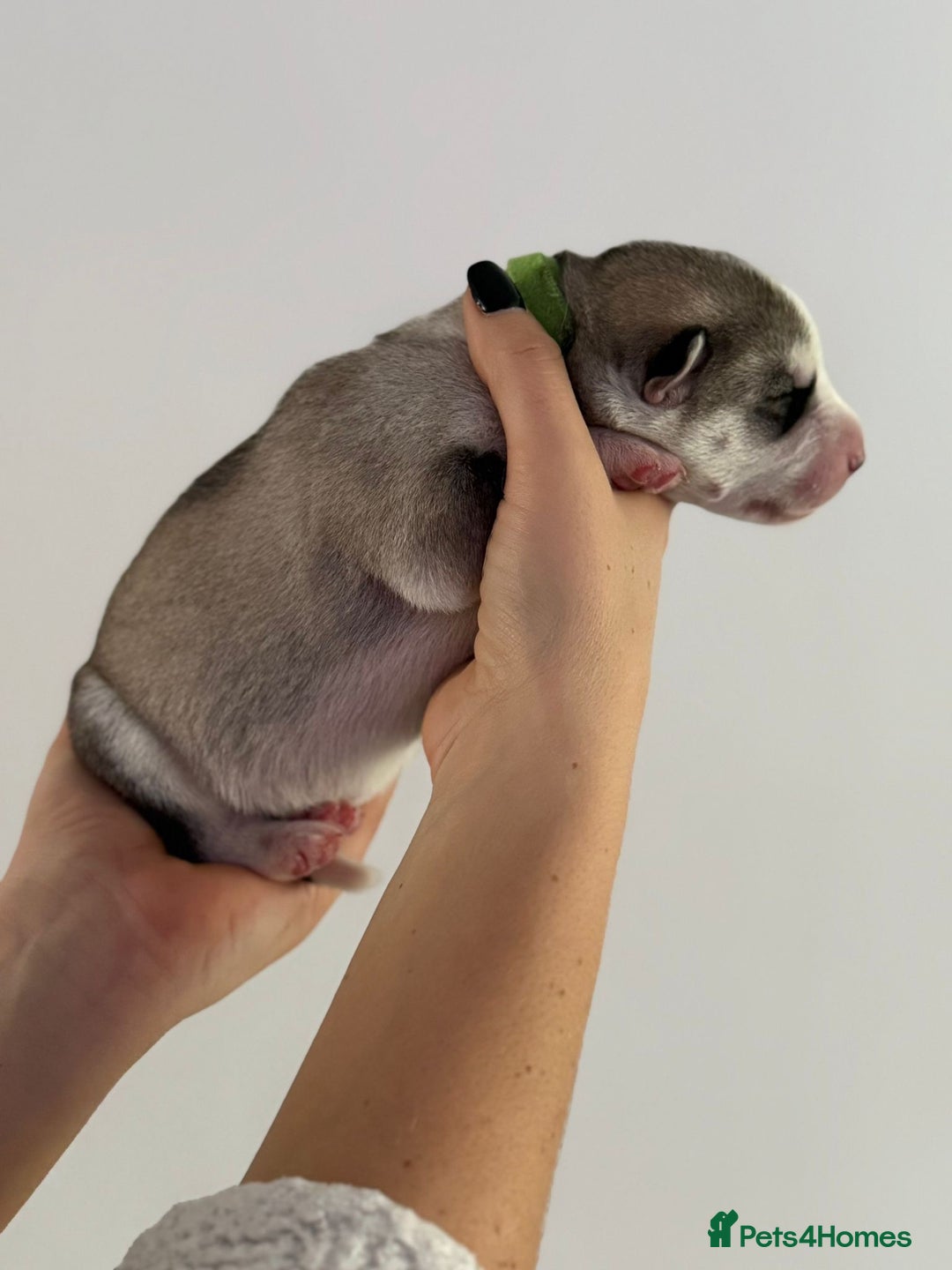 Siberian Husky dogs for sale: Beautiful Siberian Husky Puppies Ready to Reserve - Advert 22