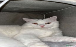 Mixed Breed cats for sale: Free Neutered female free - Image 2