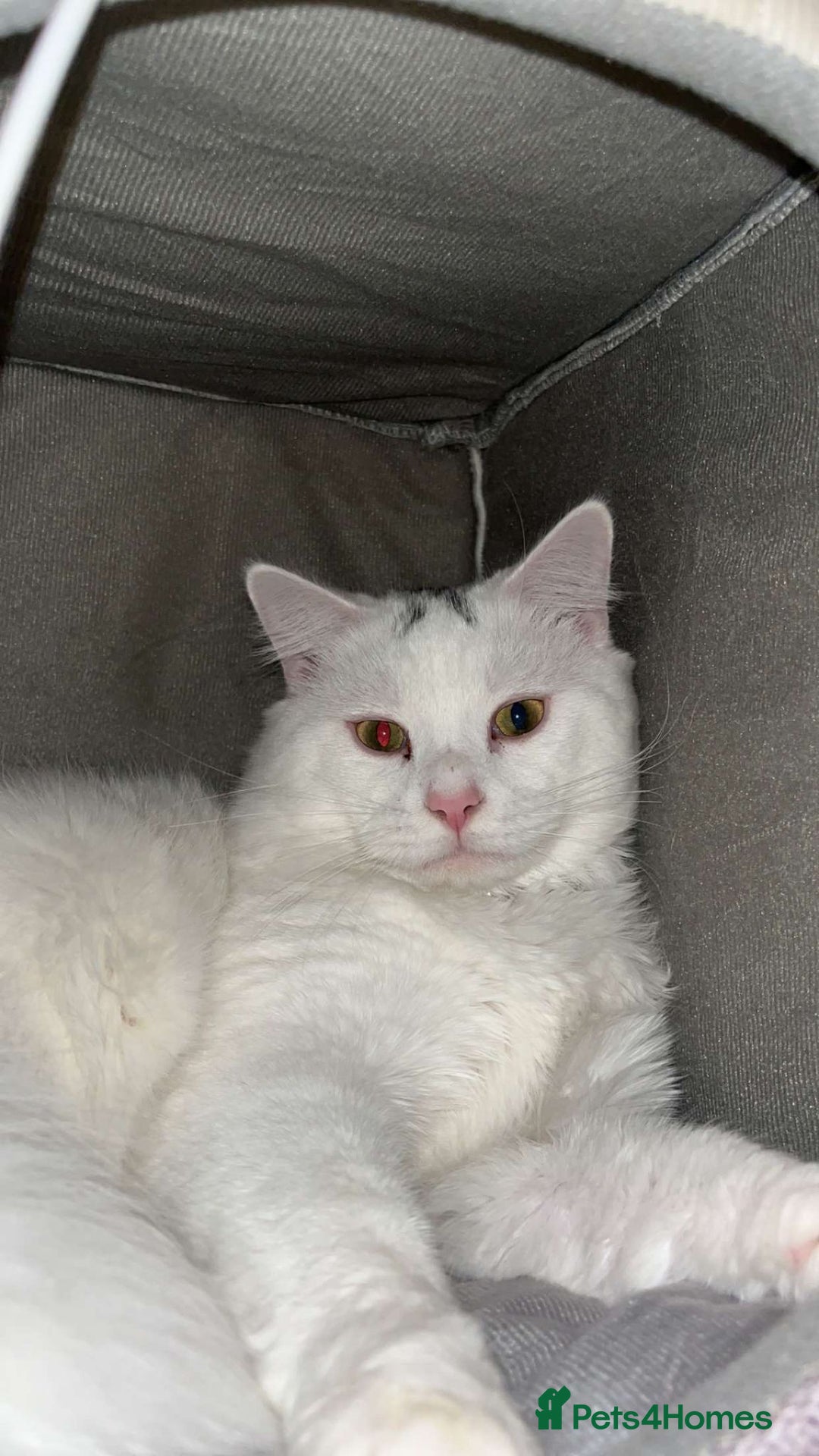 Mixed Breed cats for sale: Free Neutered female free - Image 2