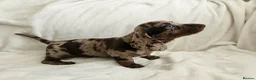 Dachshund dogs for sale: 🐶Chocolate & Cream Dachshund for Sale 🐶 - Advert 6