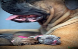 Cane Corso dogs for sale: 🐾✨ PatoSquad Kennel FCI Puppies ✨🐾 - Image 19
