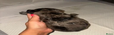Cockapoo Puppy 6