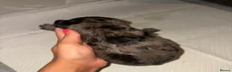 Cockapoo dogs for sale: Stunning f1b cockapoos  in Durham - Advert 3