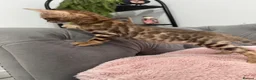 Bengal cats for sale: 💕Rosetted bengal kittens 💕 - Advert 13