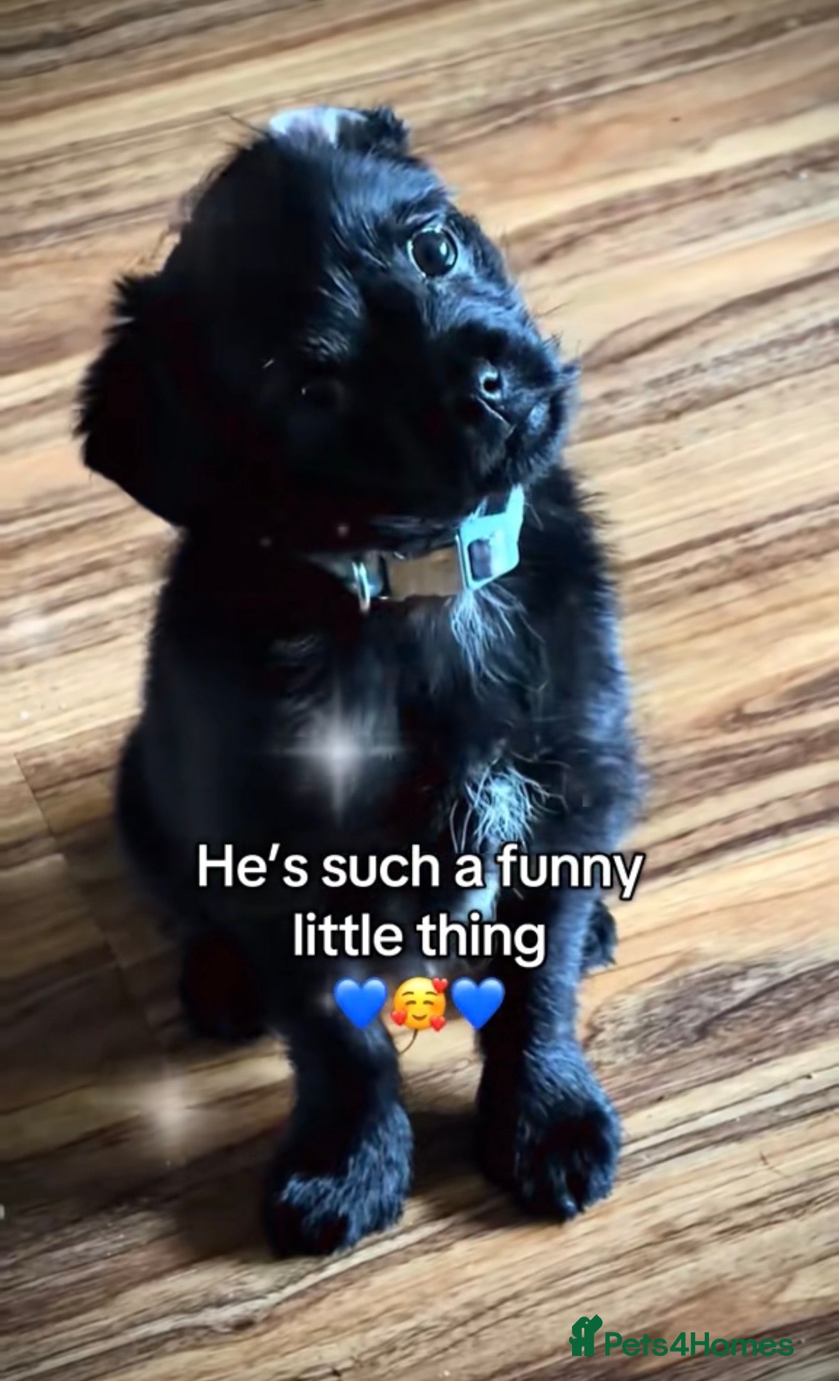 Mixed Breed dogs Lovely little Denzel - Advert 2