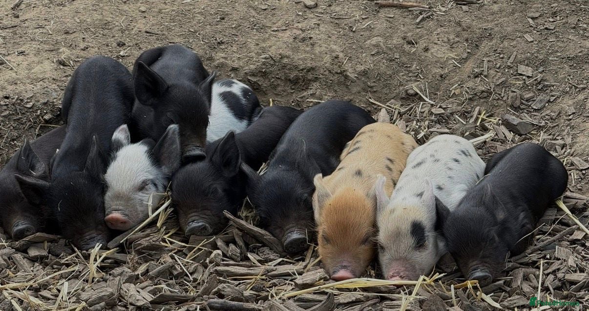 Pig livestock 🩷Do you have room in your heart for a mini pig🩷 - Advert 2