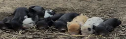 Pig livestock for sale: 🩷Do you have room in your heart for a mini pig🩷 - Advert 2