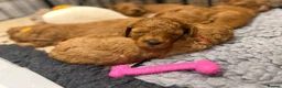Cavapoo dogs for sale: F1BB Red Toy Cavapoos  in Sittingbourne - Advert 14