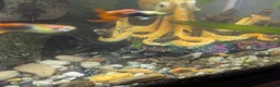 Plecos fish for sale: Pleco babies  in Shotts - Advert 5