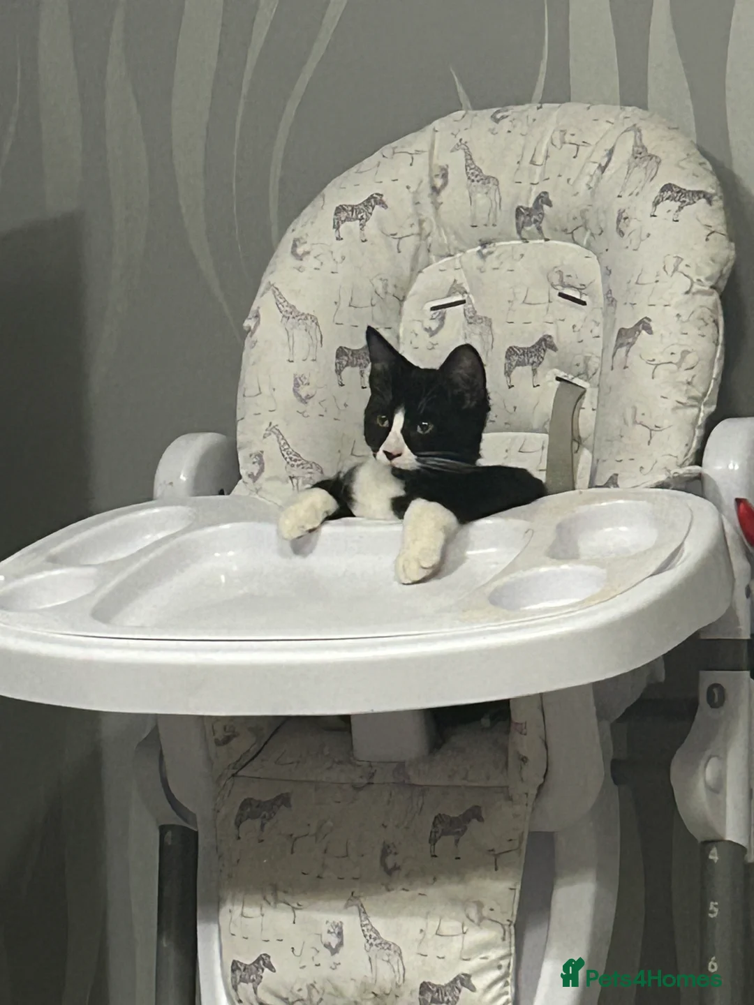 Mixed Breed cats for sale: 2 beautiful cats in Rugeley - Advert 10