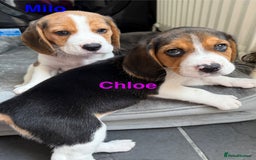 Beagle dogs for sale: Beagle puppies - Image 2