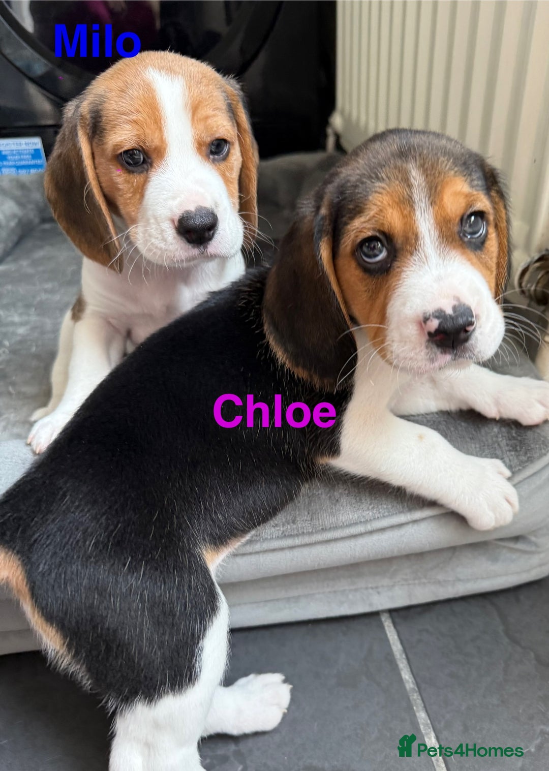 Beagle dogs for sale: Beagle puppies - Image 2