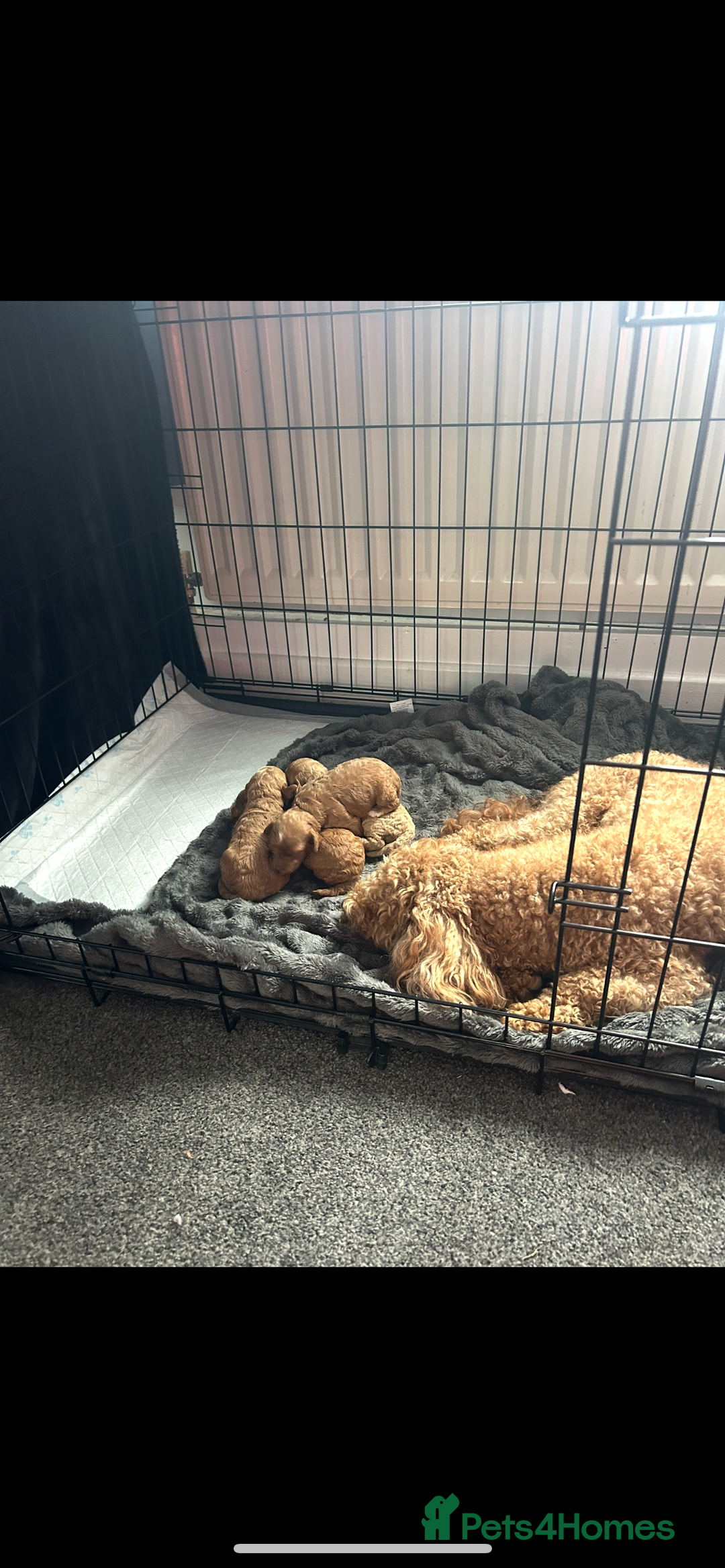 Poochon dogs for sale: Gorgeous litter of F1BB Poochons  - Image 9