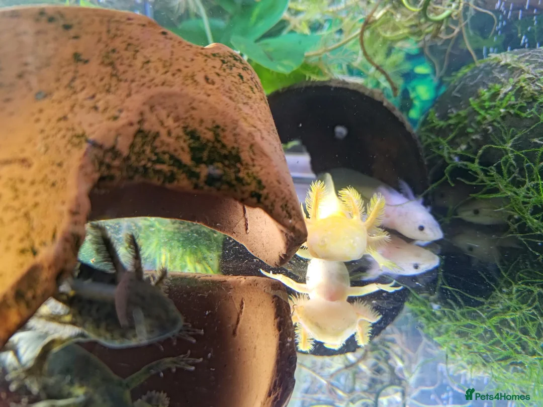 Axolotl reptiles for sale: Axolotls, various colours, quan discount available - Advert 2
