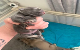 Frug dogs for sale: 4 boys 3 girl frug puppies  - Image 4