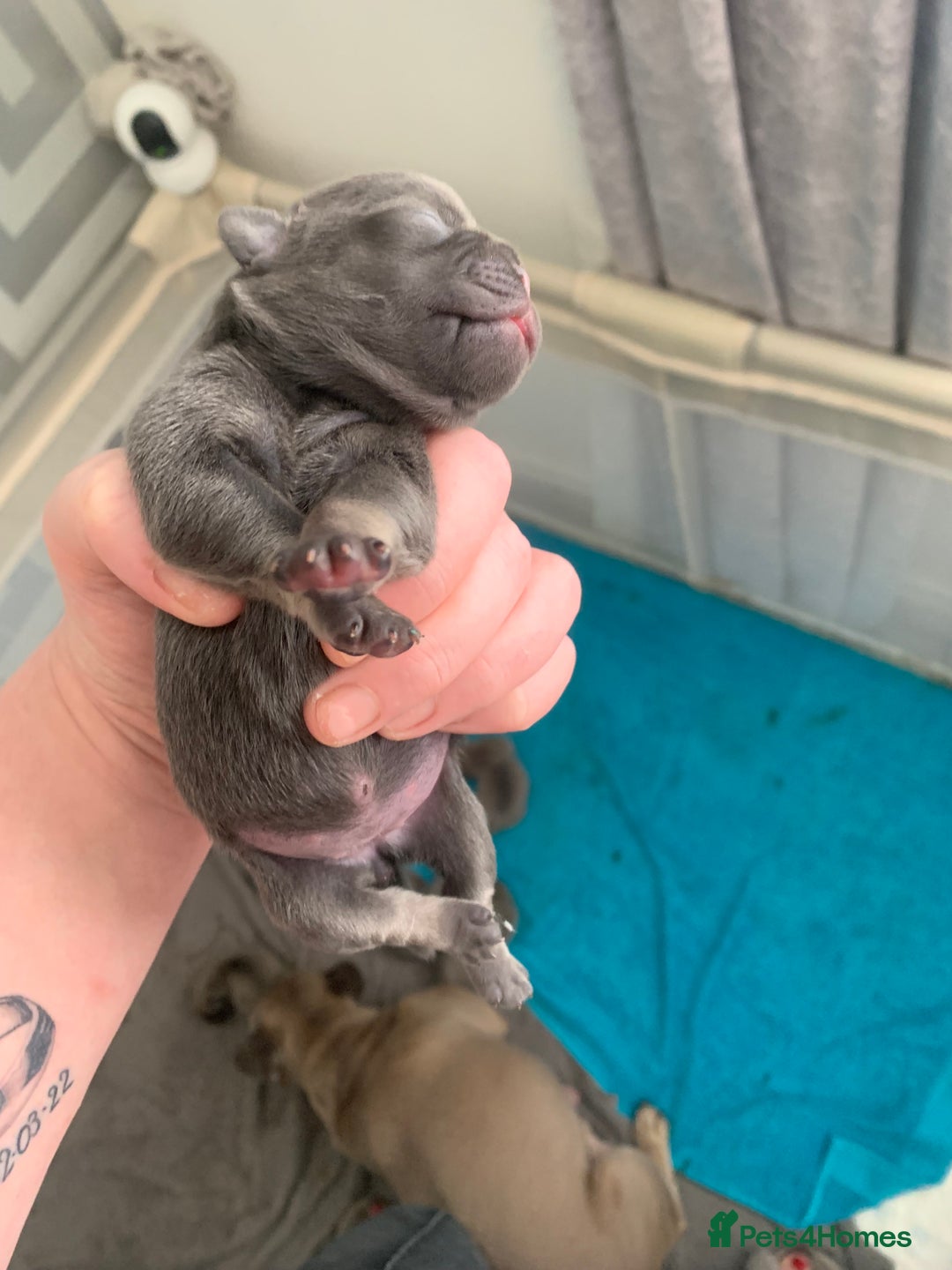 Frug dogs for sale: 4 boys 3 girl frug puppies  - Image 4