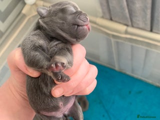 Frug dogs - Advert 1