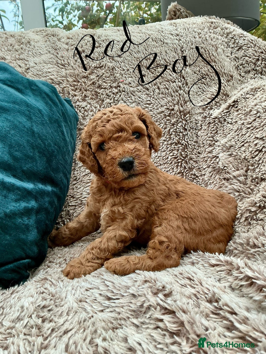 Cockapoo dogs for sale: F1 Golden Cockerpoo puppies - Image 3