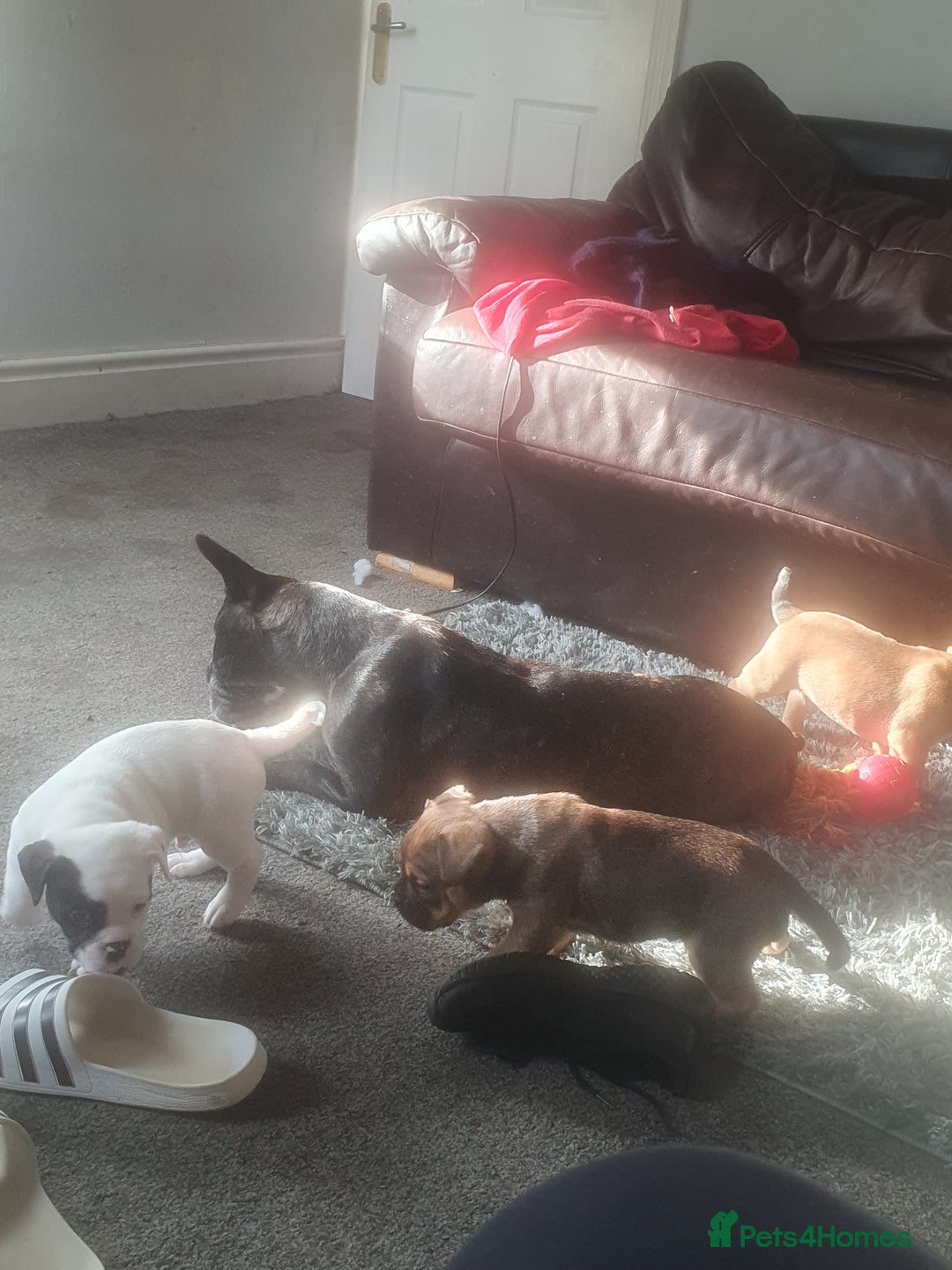 Mixed Breed dogs for sale: Oldtyme x french bulldogs - Image 8