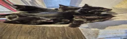 British Shorthair cats for sale: Kittens in Coventry - Advert 6