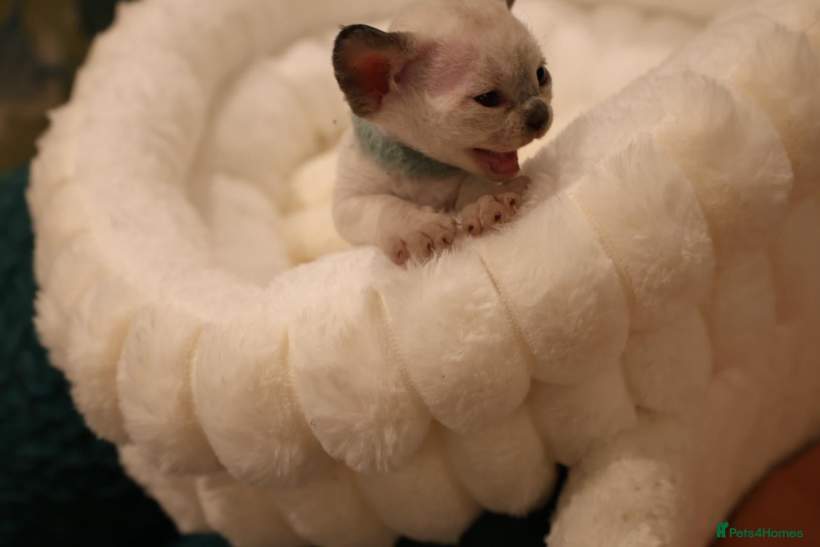Devon Rex cats Devon rex kittens FIFE registered/spayed - Advert 1