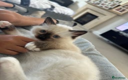 Ragdoll cats for sale: 🐾 LAST MALE RAGDOLL AVAILABLE READY TO GO💕 in Taunton - Image 8