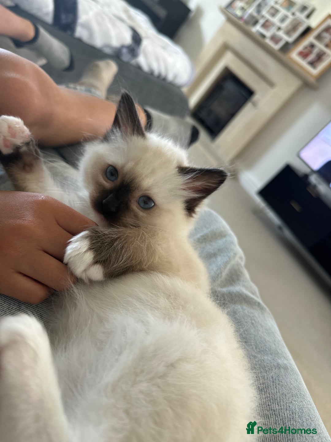 Ragdoll cats for sale: 🐾 LAST MALE RAGDOLL AVAILABLE READY TO GO💕 in Taunton - Image 8