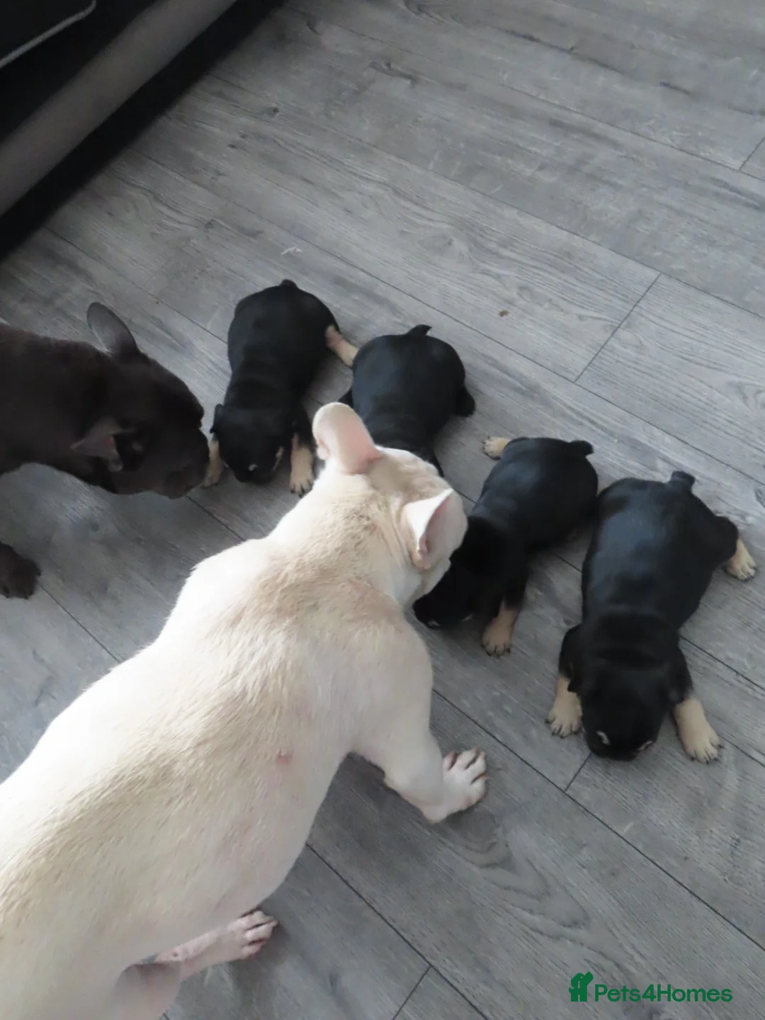 French Bulldog dogs for sale: 🐾 Beautiful French Bulldog Puppies 🐾 in London - Advert 14