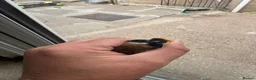 Canaries birds for sale: Goldfinches - Advert 2
