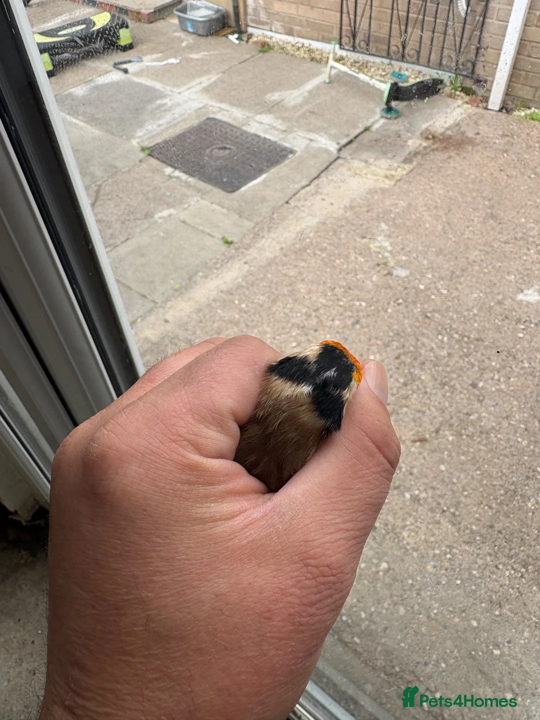 Canaries birds for sale: Goldfinches - Advert 2