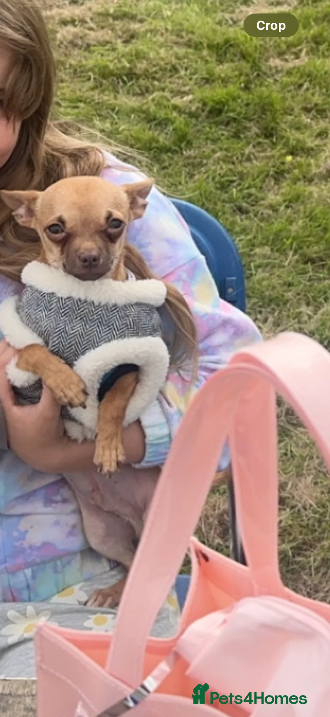 Chihuahua dogs for sale: Lovely little chihuahua boy  - Advert 1