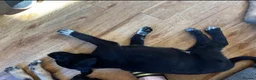 German Shepherd dogs for sale: German shepards looking for their  forever home  - Advert 9