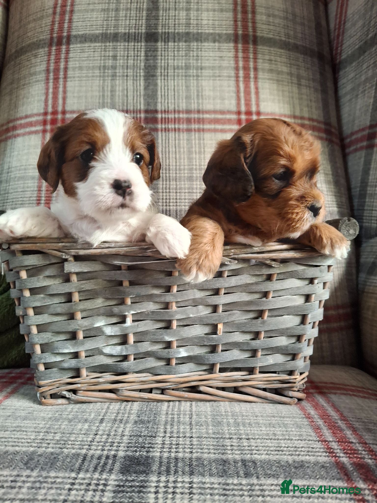 Jackapoo dogs (1 left) Jackapoo puppies 5⭐️ breeders  - Advert 2