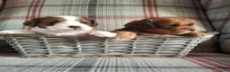 Jackapoo dogs for sale: (1 left) Jackapoo puppies 5⭐️ breeders  in Thetford - Advert 1